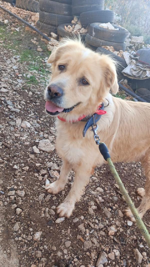 River, Un Amore Di Simil Golden Retreiver